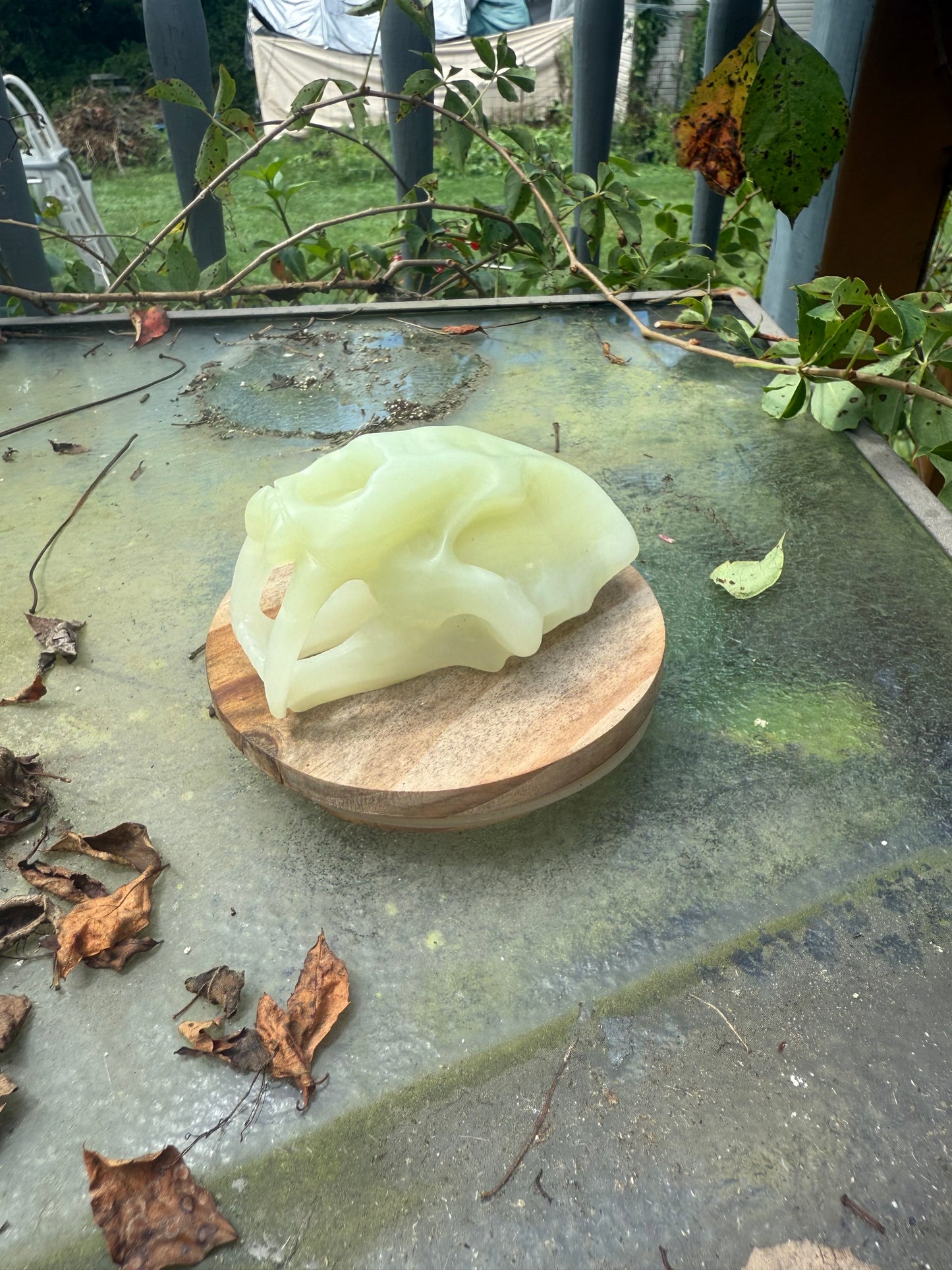 Sabertooth Skull Carvings