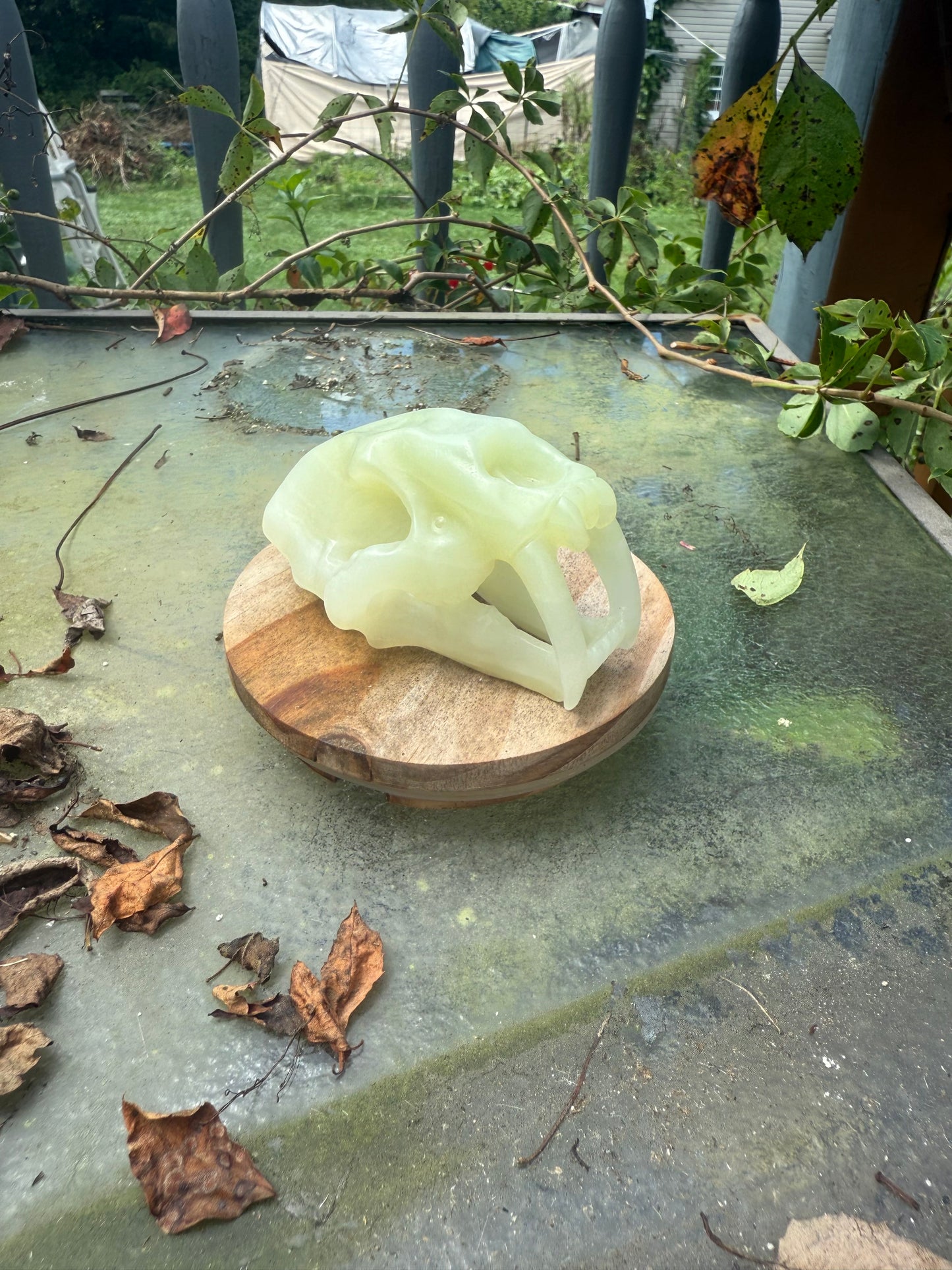 Sabertooth Skull Carvings