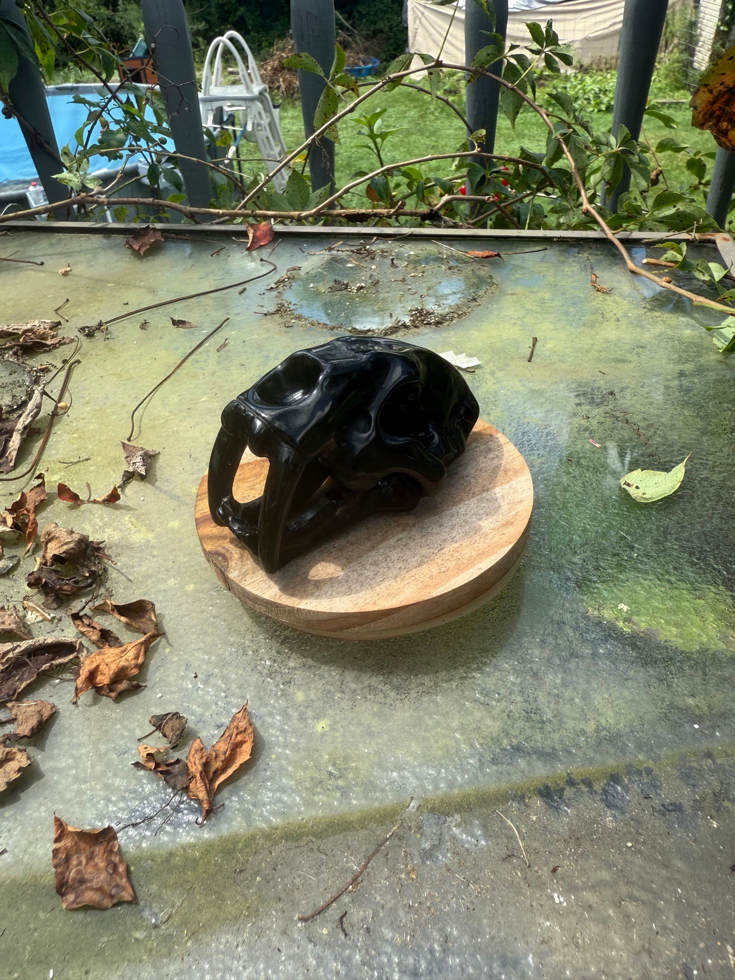 Sabertooth Skull Carvings