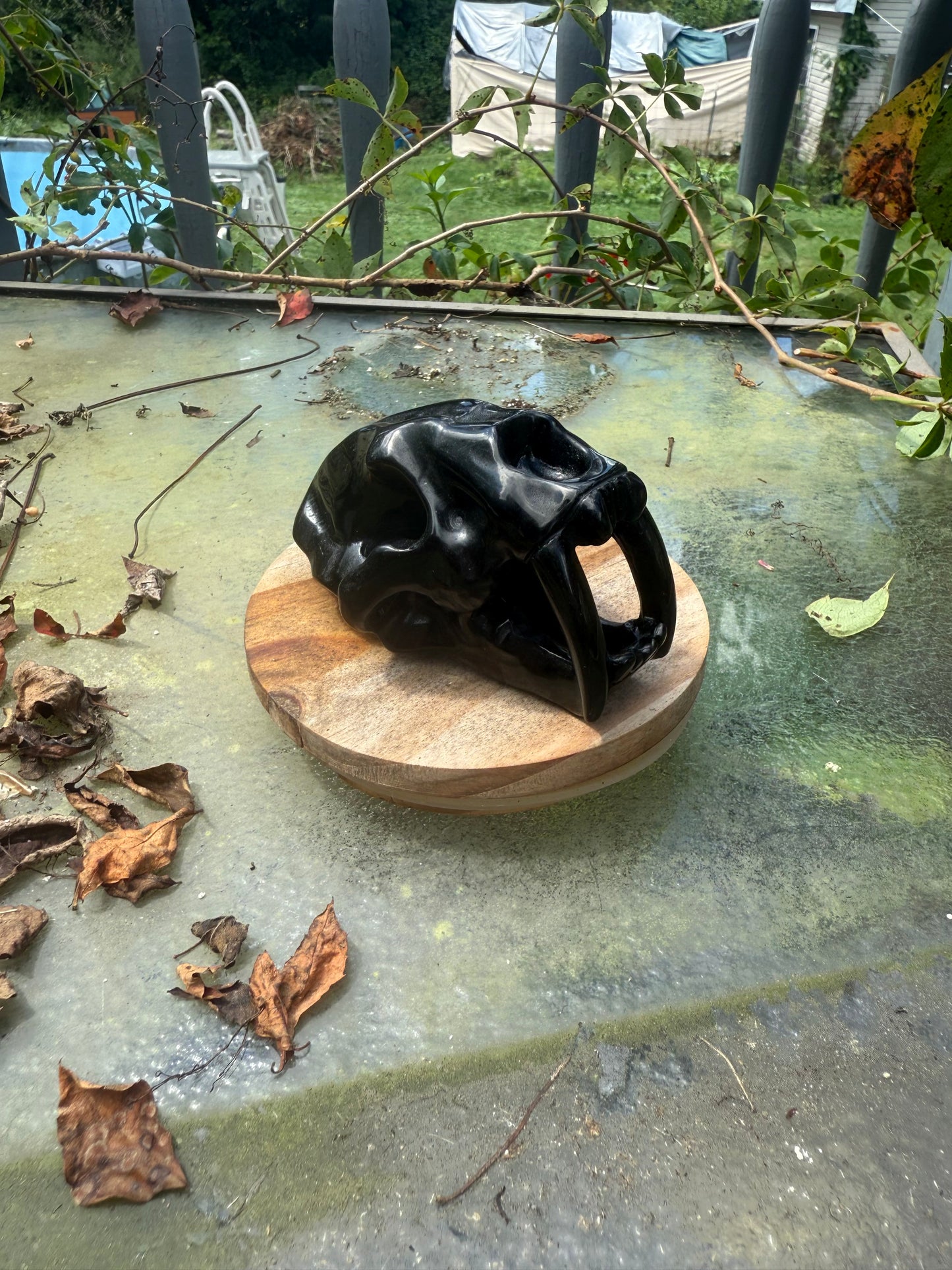 Sabertooth Skull Carvings