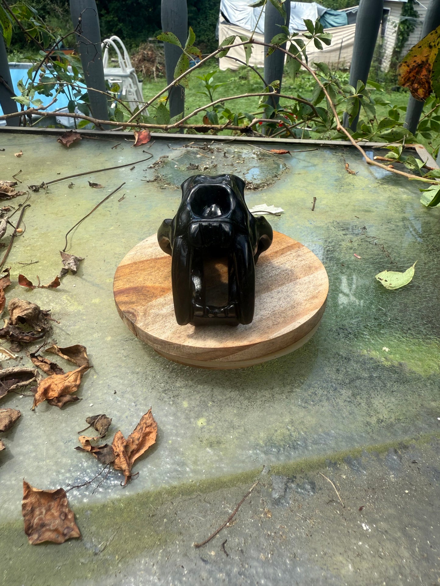Sabertooth Skull Carvings