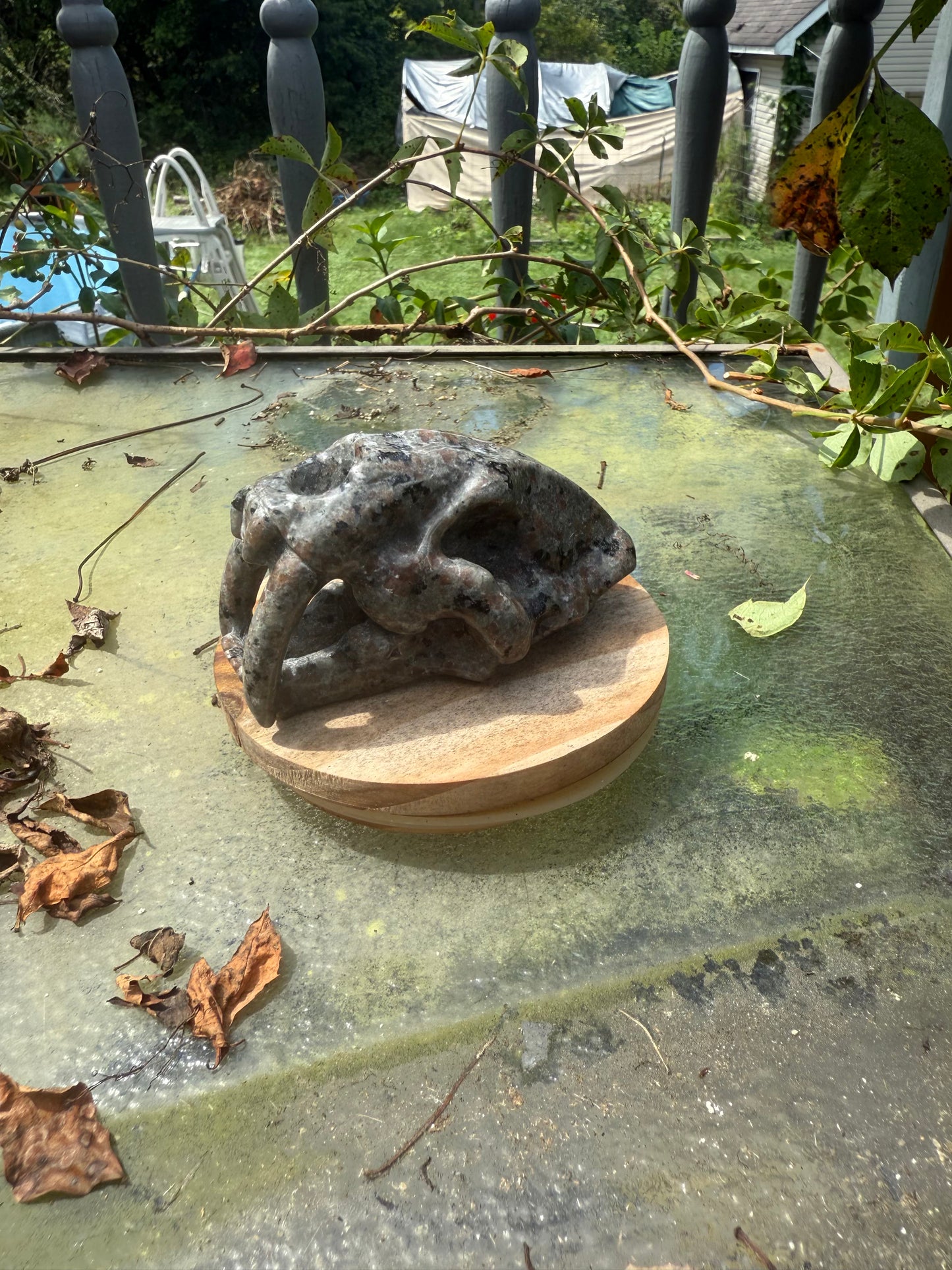 Sabertooth Skull Carvings